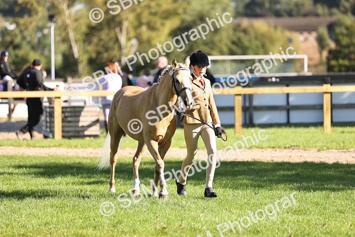 SBM_15902 - S1 - TSR in Hand Horse & Pony Showing