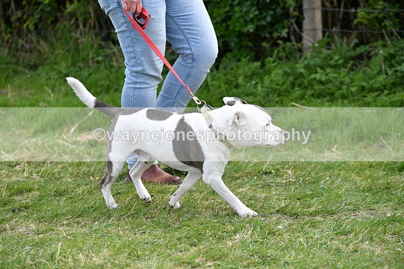 WJ5_9939 - Class 5 Best Veteran / 7 years & over