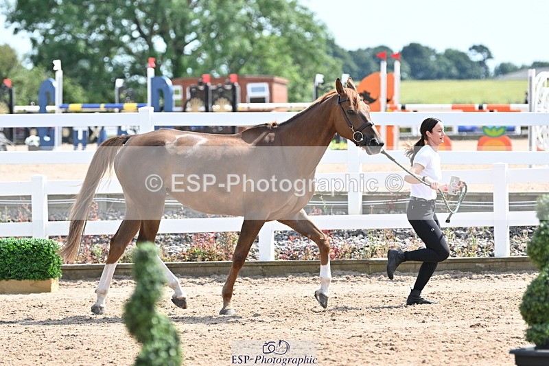 240717A-150734-02566 - Trot Up 3pm to 4pm