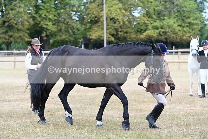 WJ7_0046 - Class 5a Most Handsome Gelding (above 14.2hh)