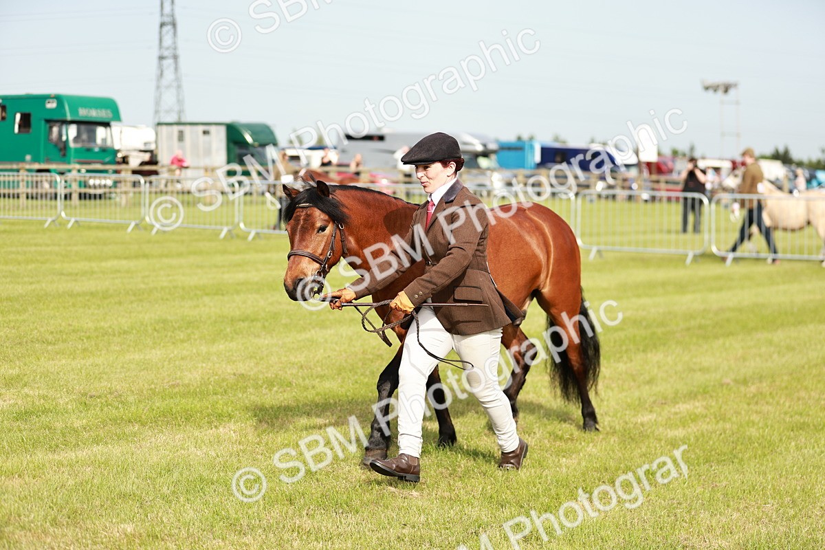SBM_00483 - Class 14-23 - Mountain & Moorland In Hand Non Welsh