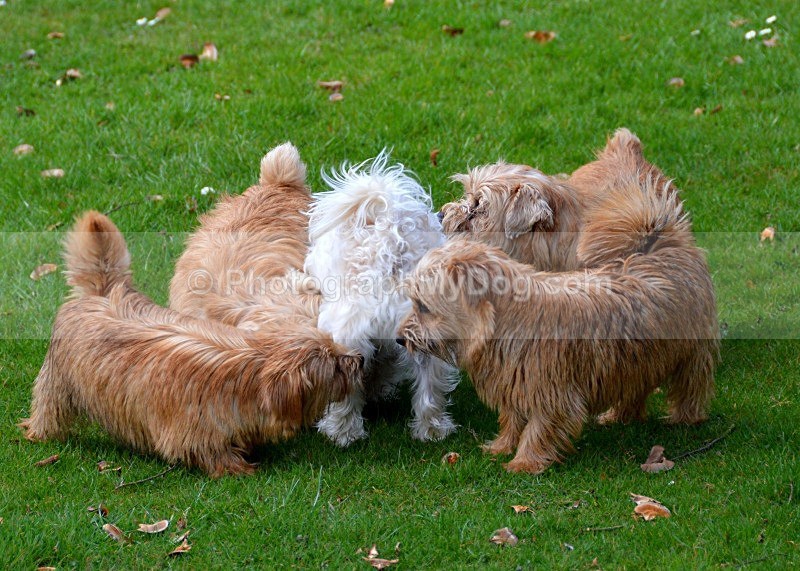  - Norfolk Terriers