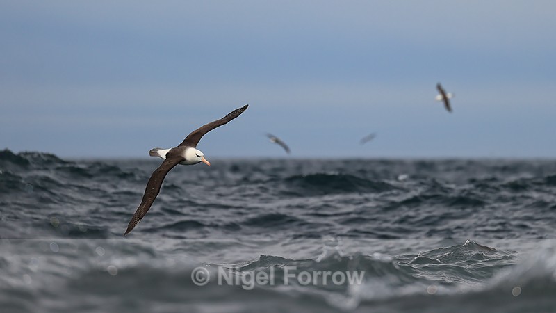 Flying Black-browed Albatrosses over rough sea, Falklands - Black-browed Albatross