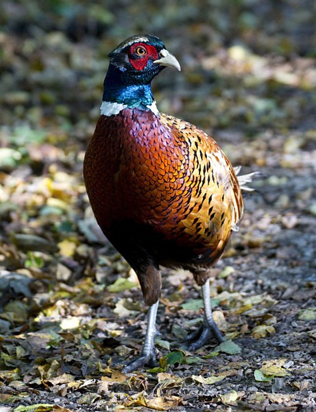' PHEASANT ' - THE PHEASANT