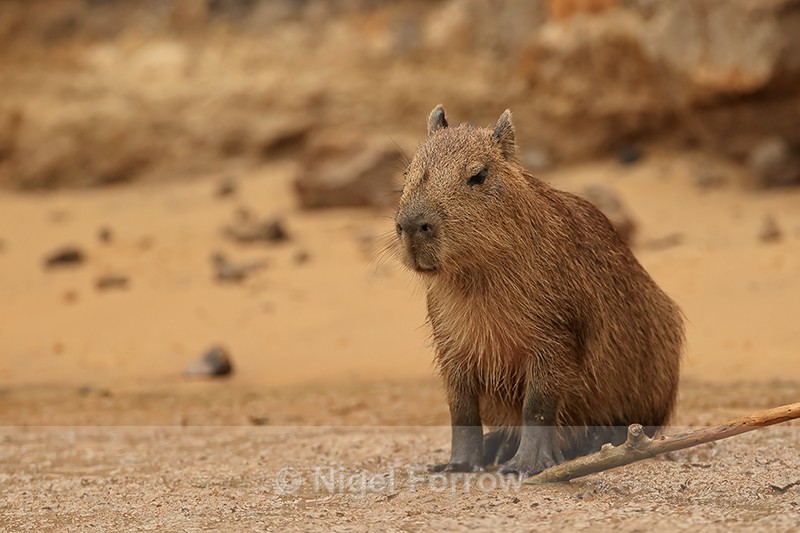 Capybara side view, Pantanal, Brazil - Capybara