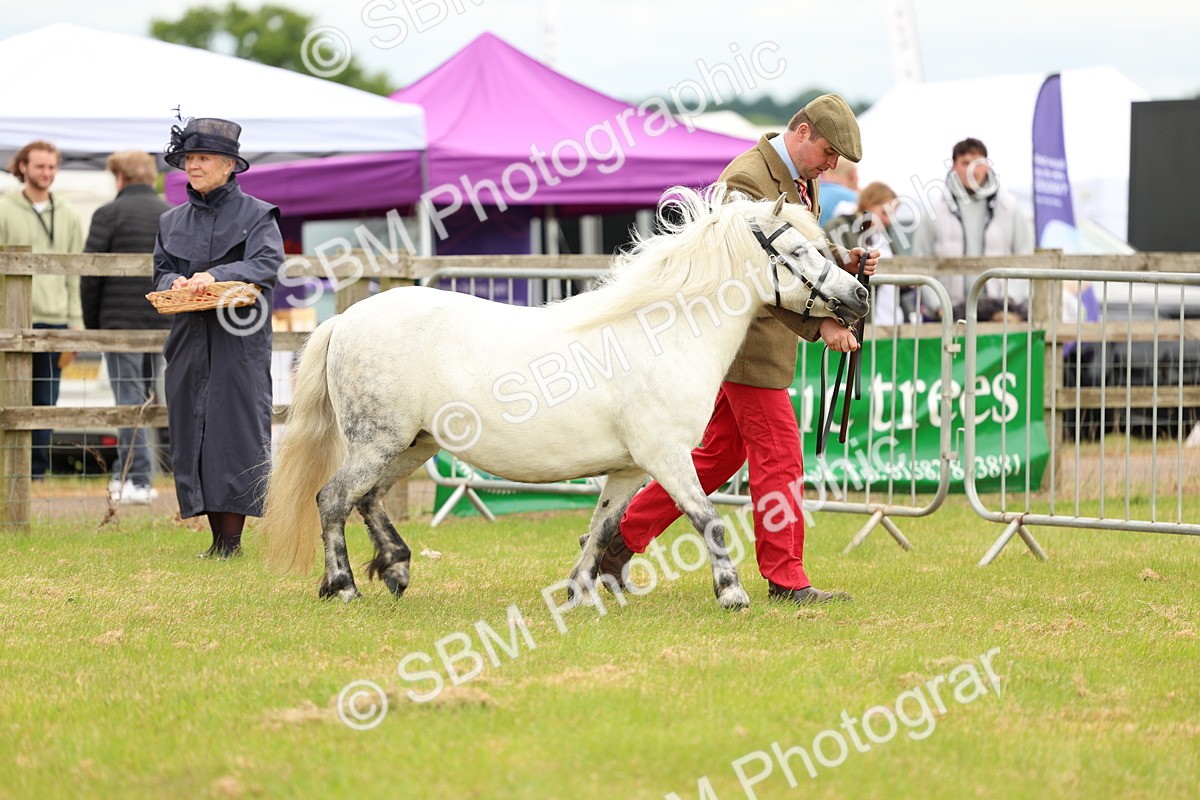 SBM_04355 - Class 64-67 - Shetland Pony In Hand