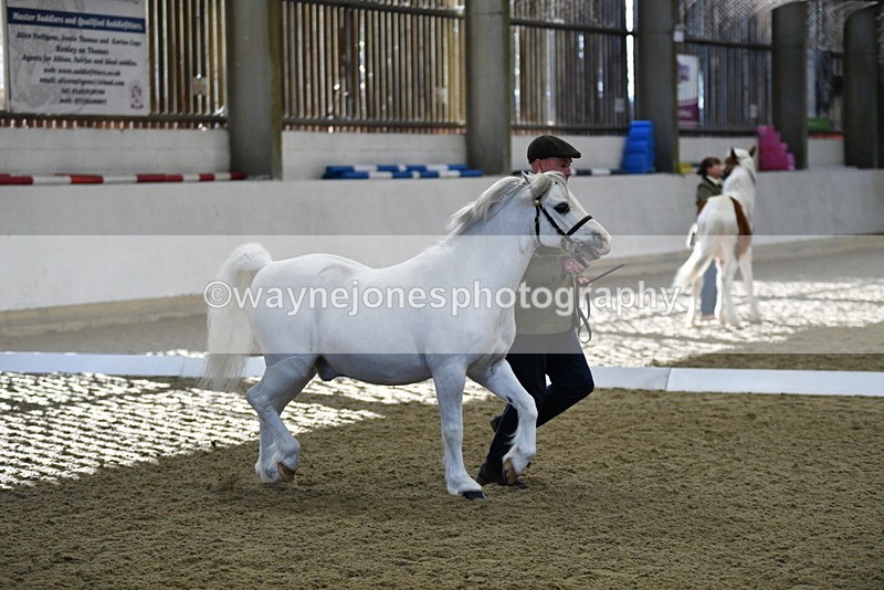 WJ5_3648 - Class 5 In Hand Veterans