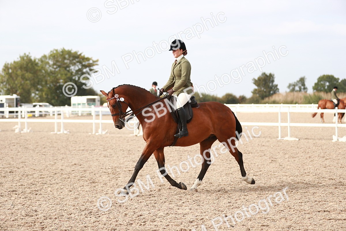 SBM_17514 - Class 215 Ridden Hack/ Riding Horse