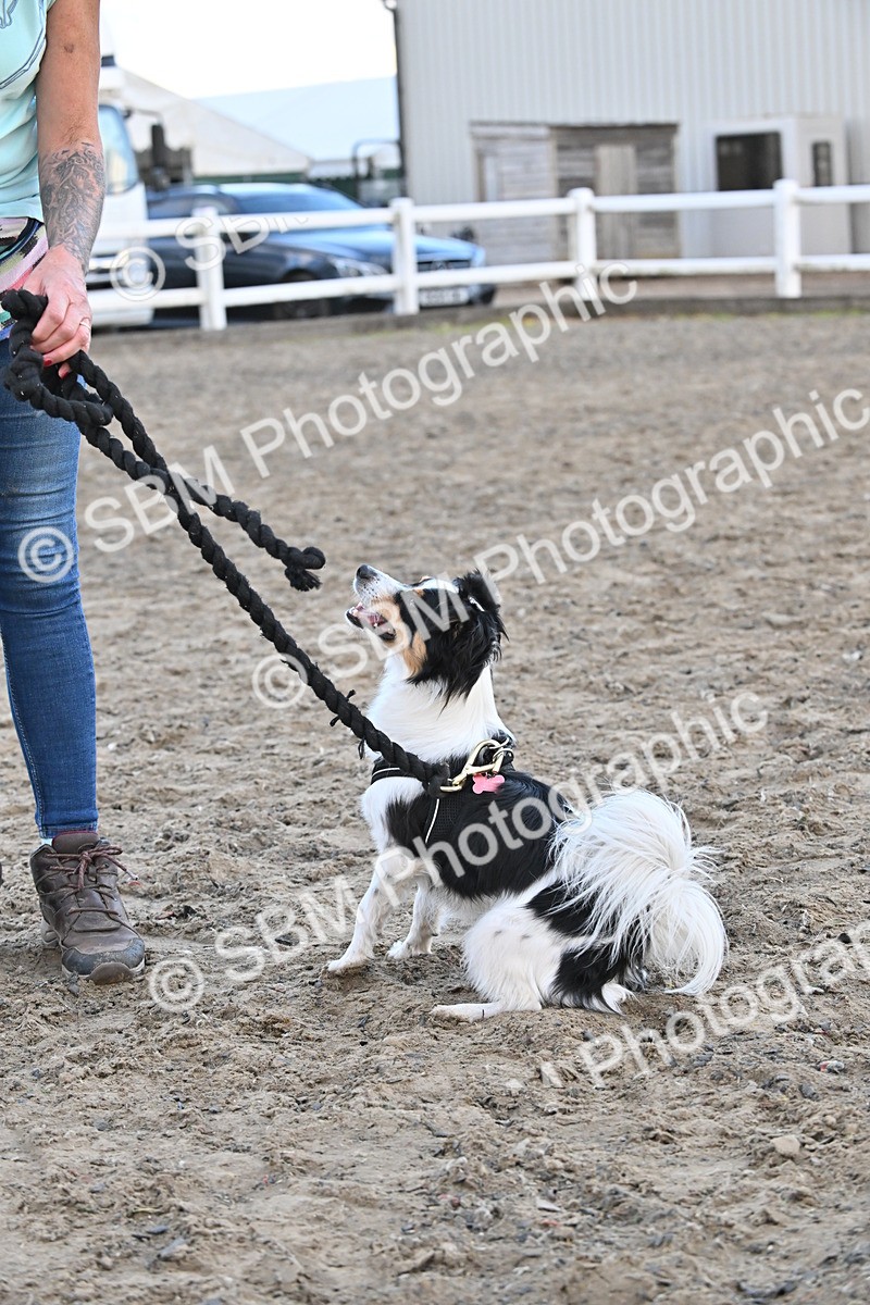 SBM_09553 - Lorry Dogs
