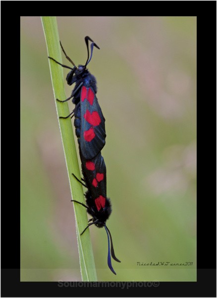 Burnet Moth - Invertebrate's Macro