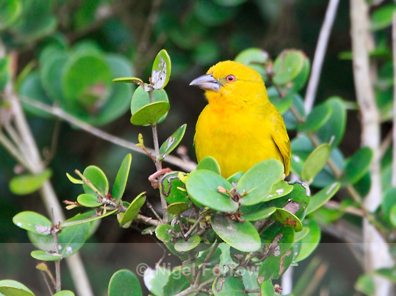 Yellow Weaver perched in a bush - Yellow Weaver