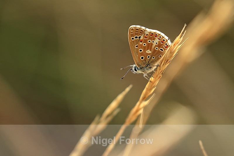 Adonis Blue, back lit, Seacombe Bottom, Dorset - INSECTS