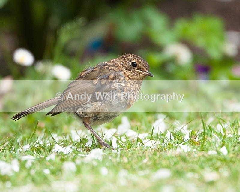 20080622-009 - Robin