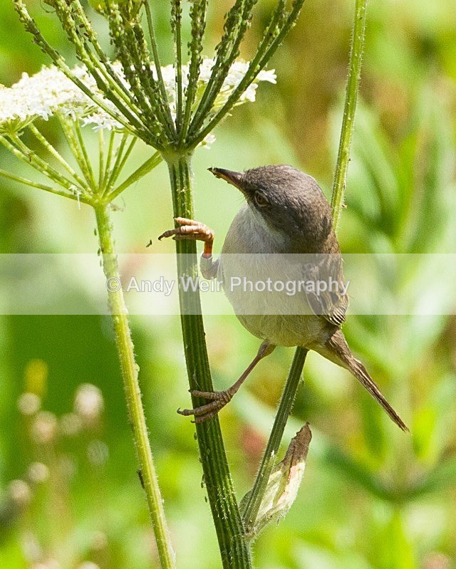 20110702-IMG_6174 - Whitethroat