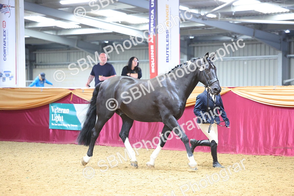 SBM_22656 - Class 903 - Supreme Final - IH Pre Vet