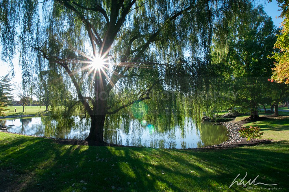_WDB9553 - Trees