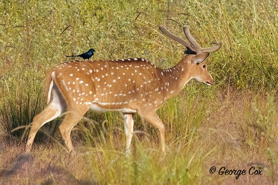 Spotted Deer with Drongo - India