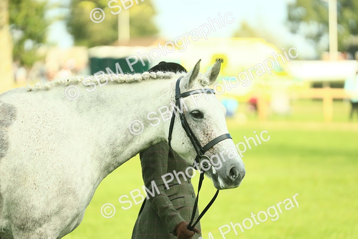 SBM_52136 - S33 - Working Hunter & Working Show Horse