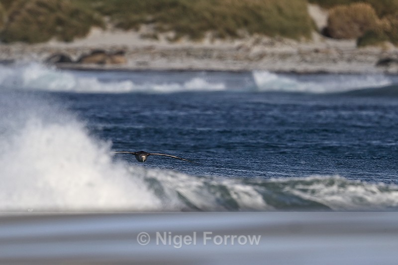Giant Petrel gliding behind wave, Sea Lion Island - Southern Giant Petrel
