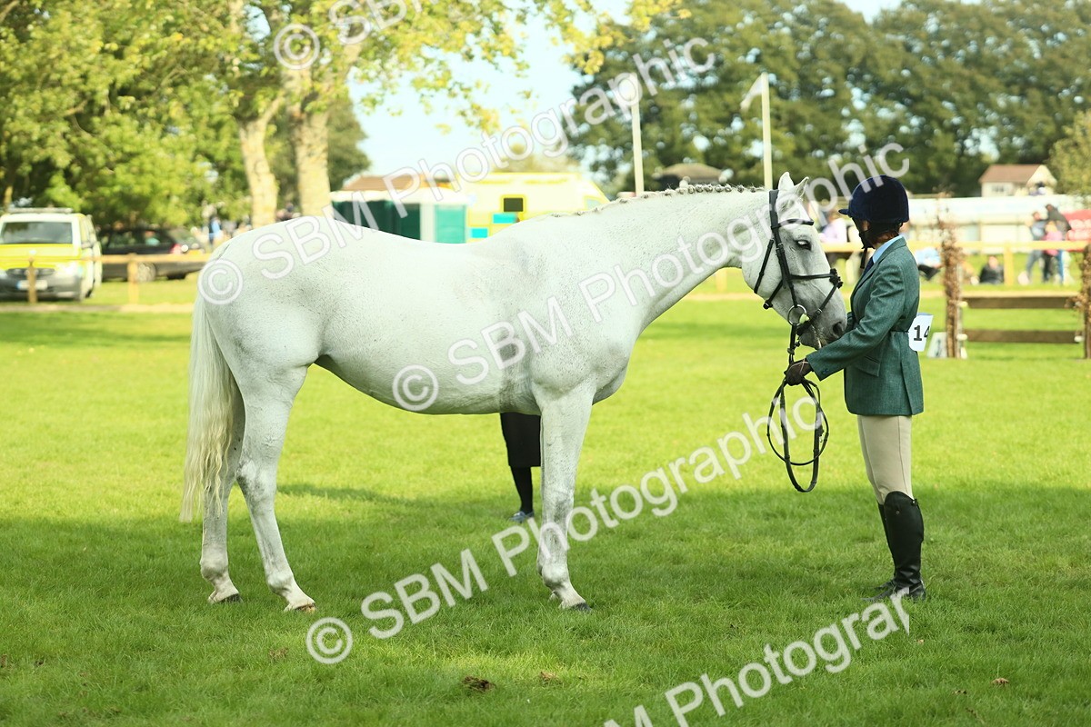 SBM_52153 - S33 - Working Hunter & Working Show Horse