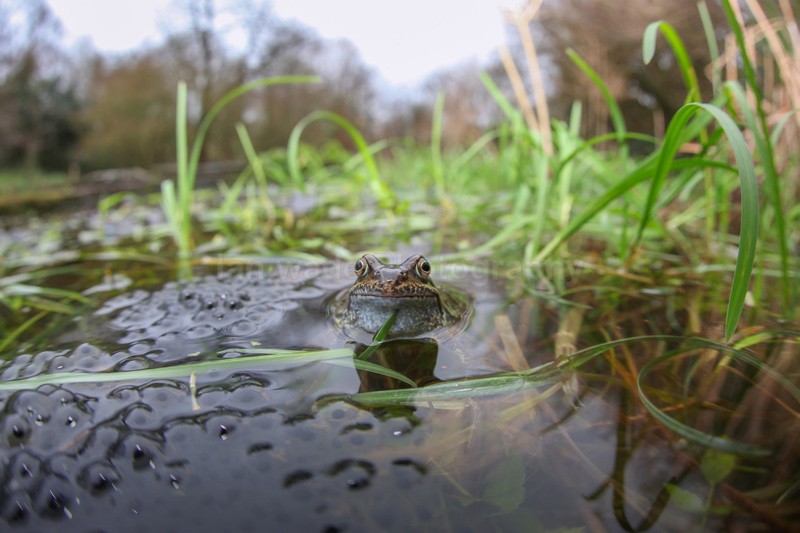 Common frog resting a large amount of spawn in a bristol pond. - Reptiles, amphibians & pond life, Great Britian