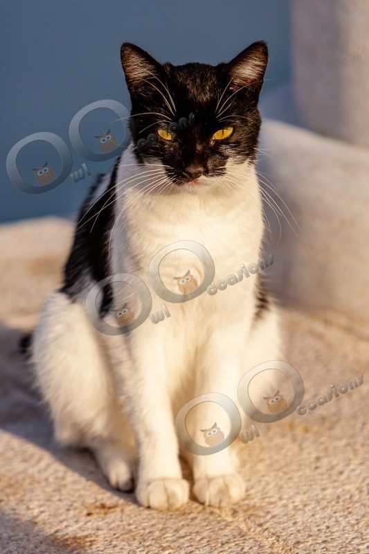 Cat domestic-2676 - Pet Photography