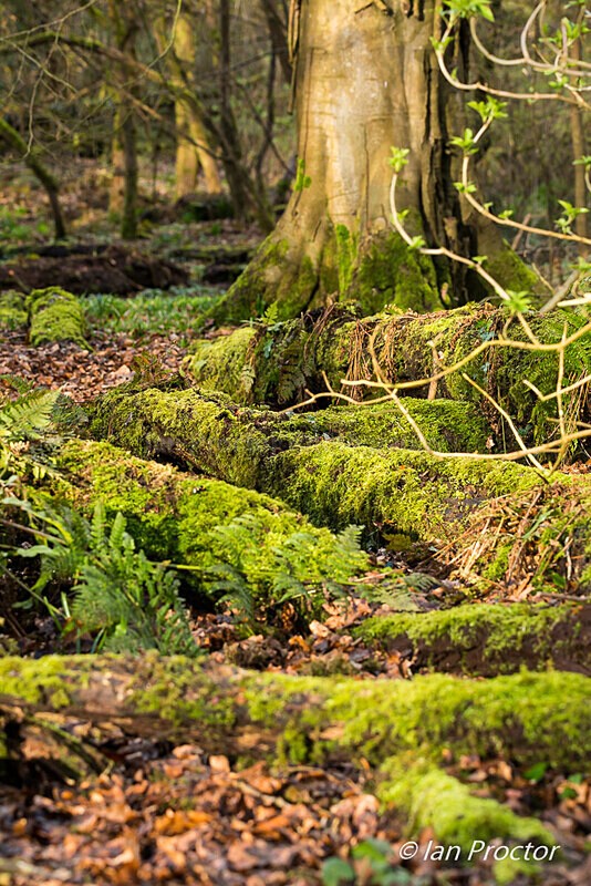 Irish Woodland - Nature