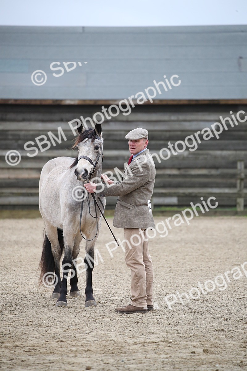 SBM_003994 - Class 1-4 - Young Stock classes Inc. In Hand Championship