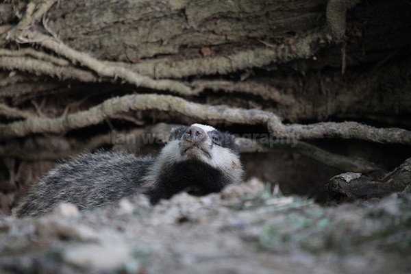  - Wildlife, Mammal Photography, Great Britain