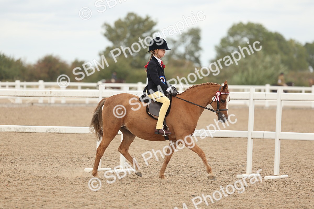 SBM_16088 - Class 311 - Ridden Show pony-Show hunter Pony