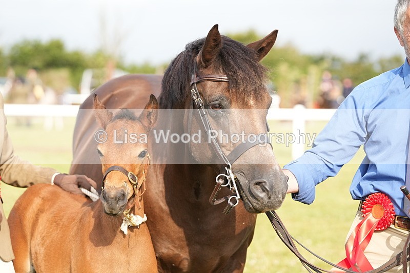 DSC04475 - Classes 44 & 45: NPS M&M Brood Mare and Foal