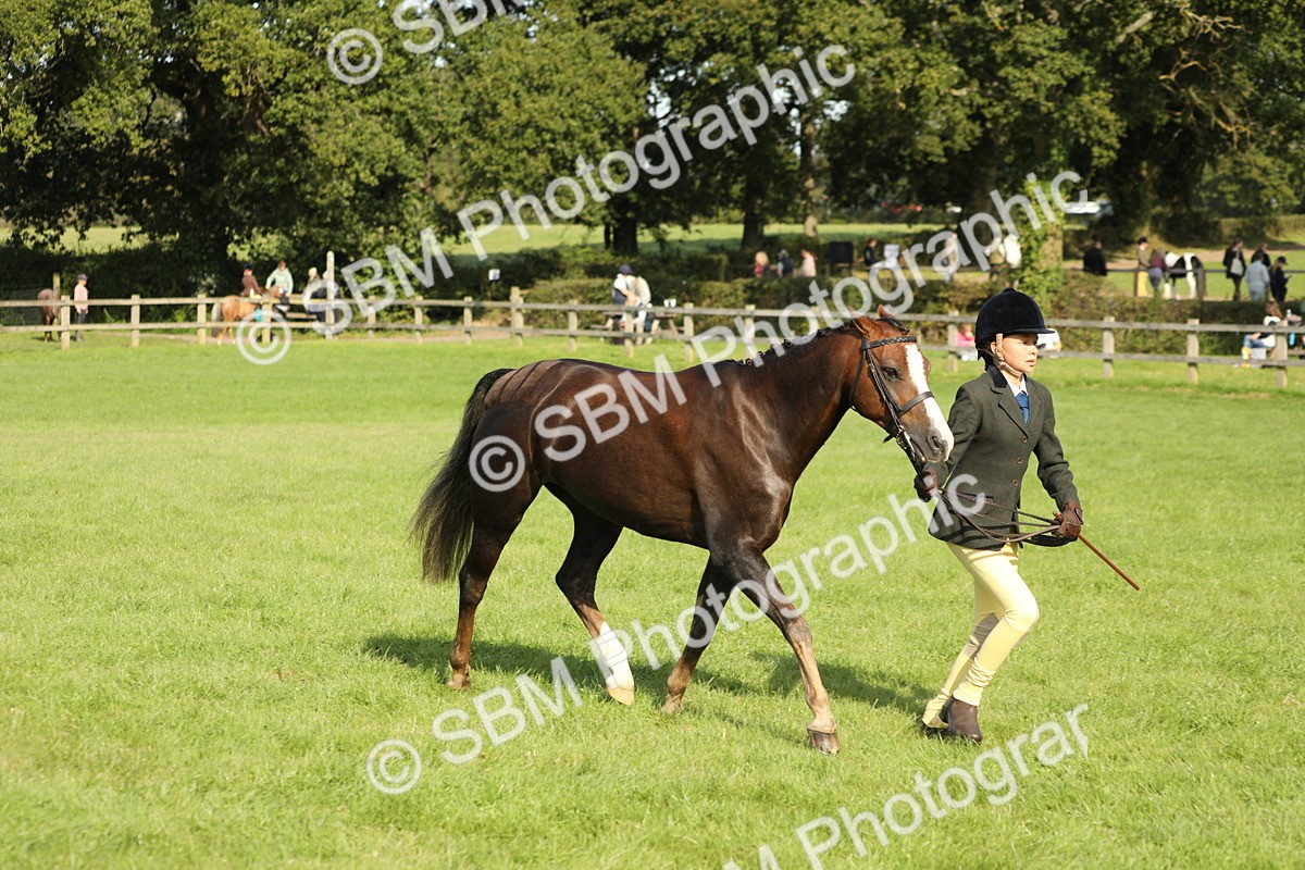 SBM_61053 - S44 - Part Bred Pony In hand