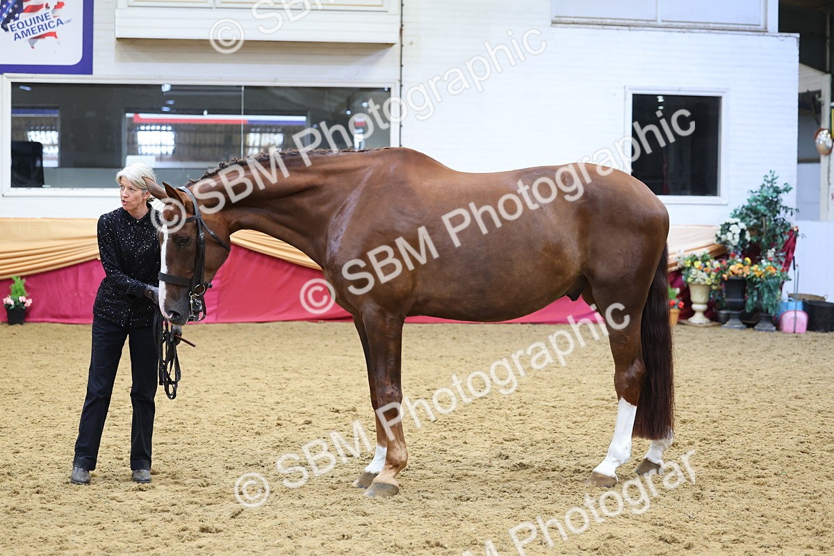 SBM_22723 - Class 903 - Supreme Final - IH Pre Vet