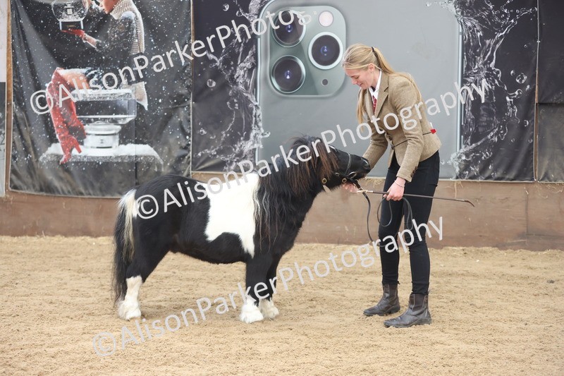 20251109-0278 - Class 12 - Stallions 4 Years and Over