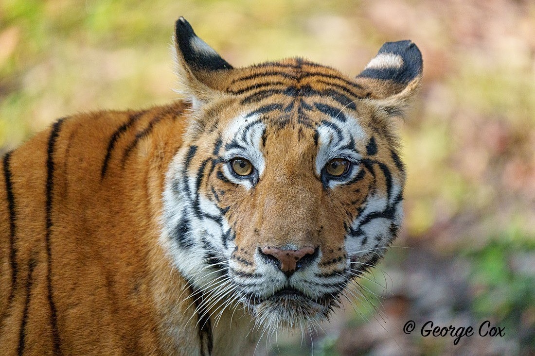 Tiger in Kanha 1 - India