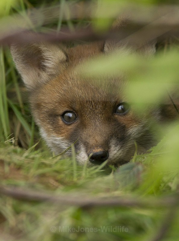 RED FOX CUB/ REF RFC 3 - FOX CUB GALLERY