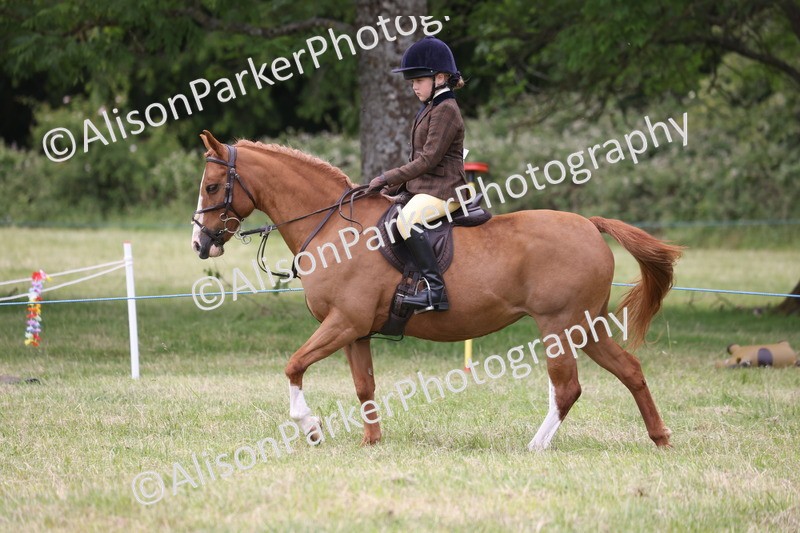 20260614-3164 - Class 22 - Open Working Hunter