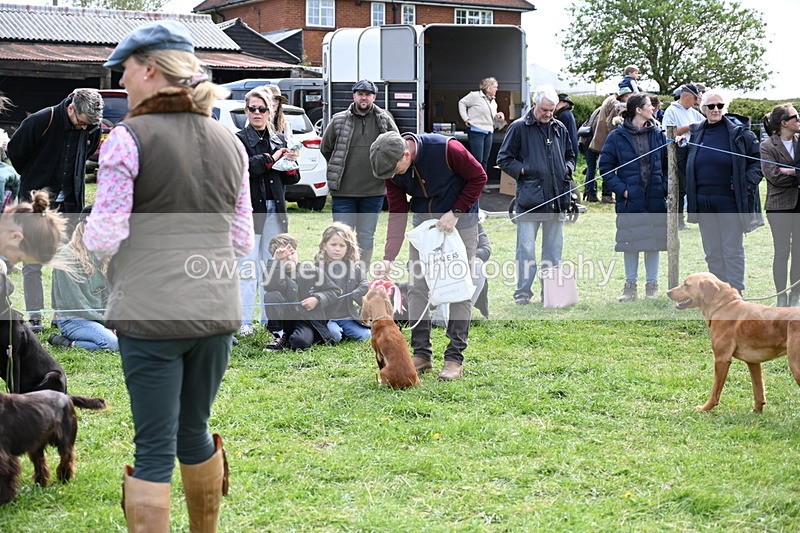 WJ6_9094 - Class 8 Best Working / Gun Dog or Bitch