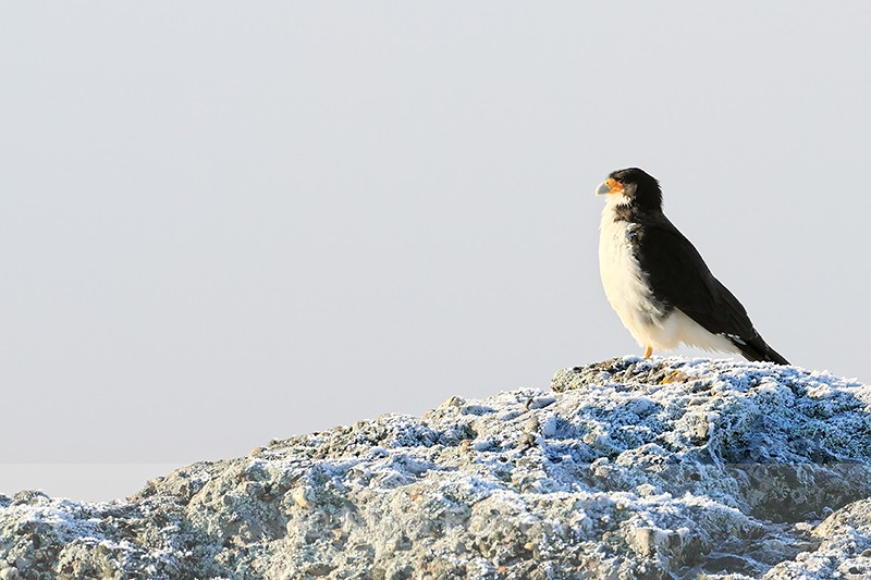 White-throated Caracara on frosty ground, Torres del Paine, Chile - White-throated Caracara