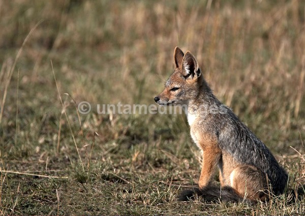 Black-backed Jackal - Kenya