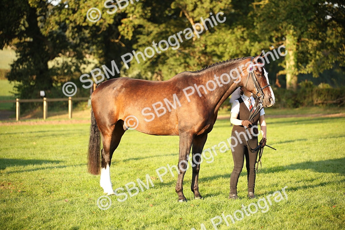 SBM_56859 - S49 - Riding Horse & Hack & Thoroughbred In Hand