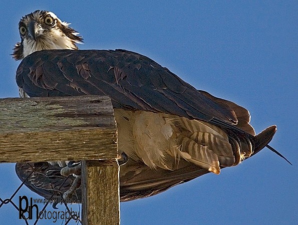 Buzzard-perch-1-0513 - Natural World Birds