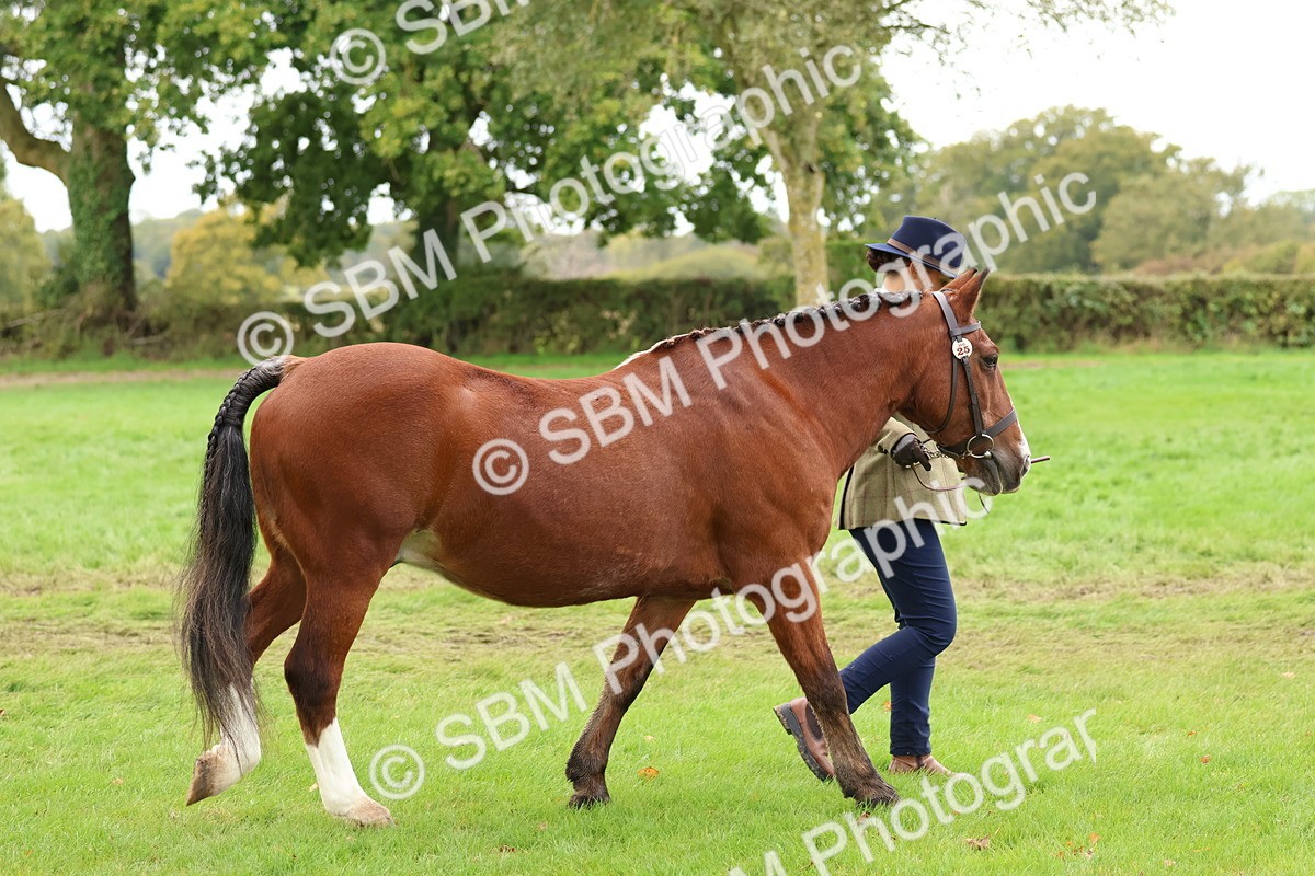 SBM_41689 - S26 - Mature Veteran In Hand