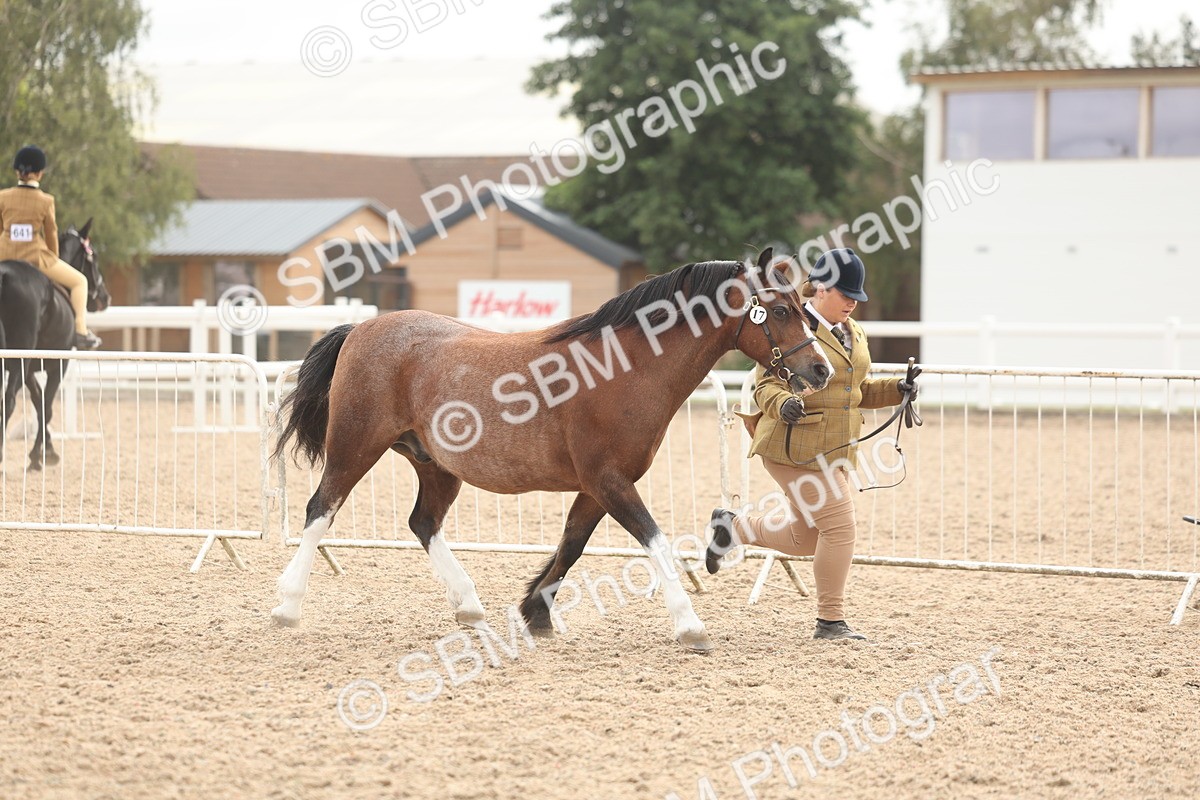 SBM_03207 - Class 16 - IH M&M Wildcard