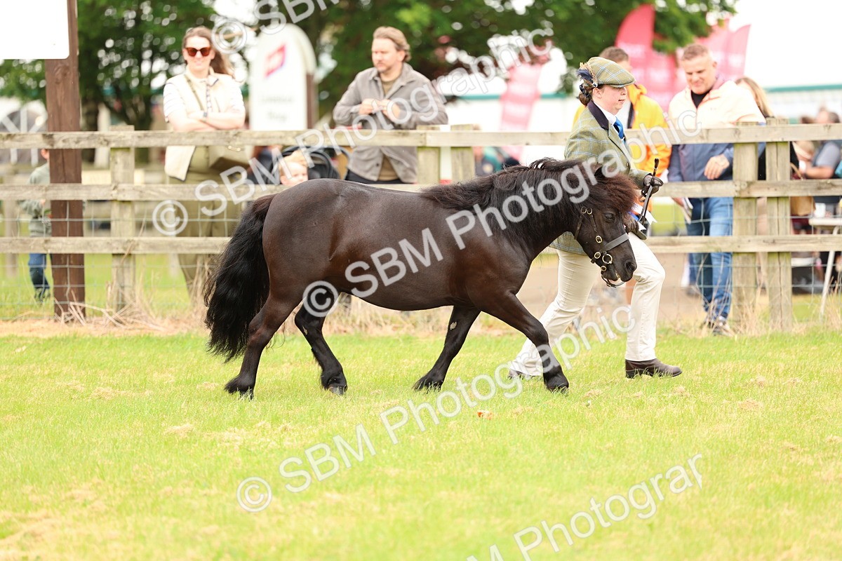 SBM_03544 - Class 58-67 - M&M Non Welsh Pony In hand