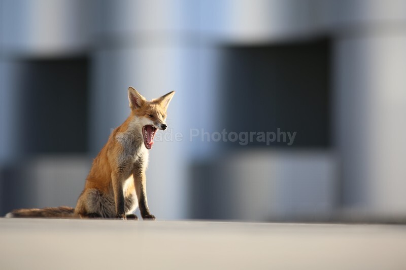  - Bristol Urban fox - foxes in family group