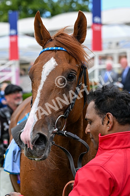 130626-Race 4-Thunder Call-1401 - Race 4 15.35pm Churchill Tyres Supporting Macmillan Sprint Handicap