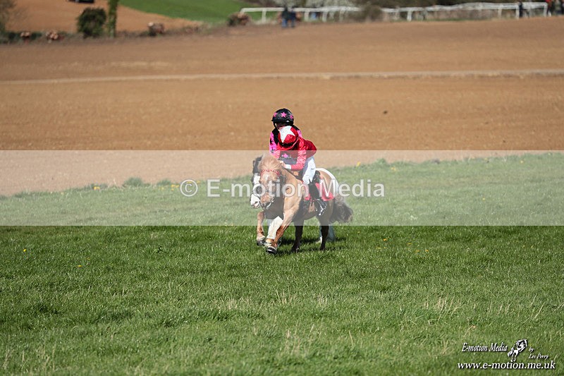 Shet 060426 153 - Shetland Pony Racing Paxford Races Easter Mon 06/04/26