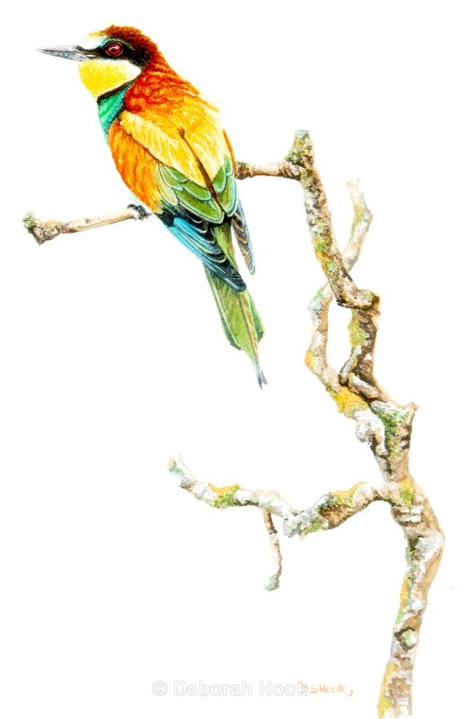 Bee Eater on a branch - Birds