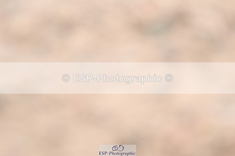 ESP_1264 - Cls 51 BD Elementary 53